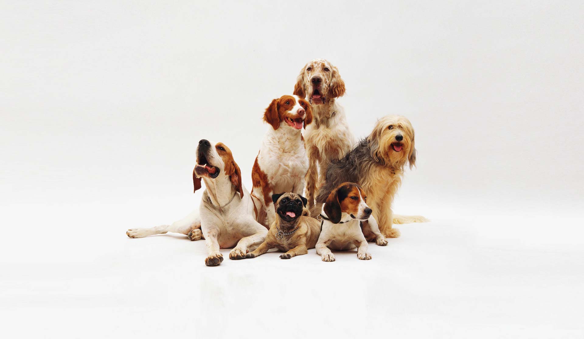 Dog breeds have varying levels of noise sensitivity, with some, like herding and hunting dogs, being more sensitive to loud sounds, while others remain calmer during thunderstorms or fireworks