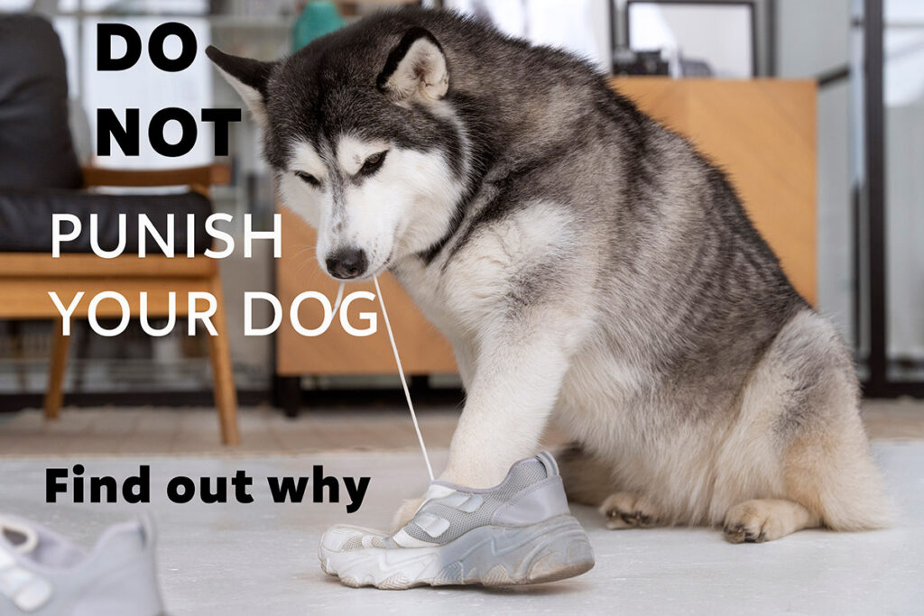 It’s critical to avoid punishment after the fact, as this only increases dog anxiety.